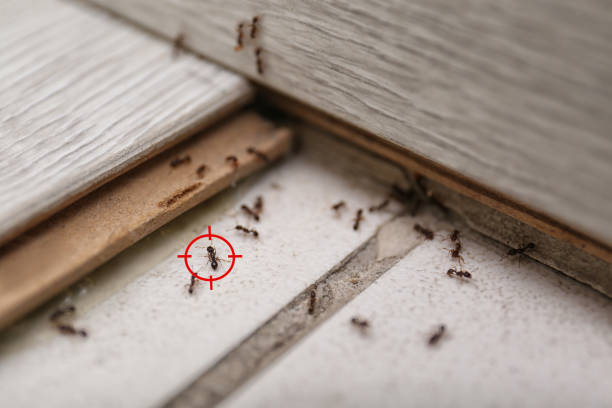 Professional Pest Control in Santa Clara, CA