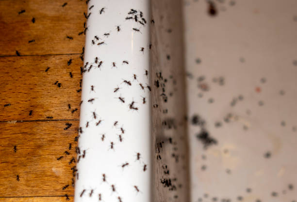 Best Insect Control  in Santa Clara, CA