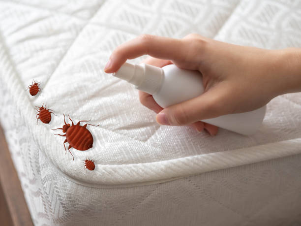 Best Local Pest Control Services  in Santa Clara, CA